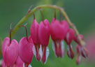 Bleeding Heart