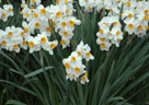 Daffodils