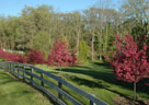 Fence Line With Prairifire Crab